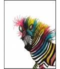 Zebra in colors