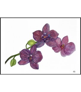 Botaniskt print Orkidéer